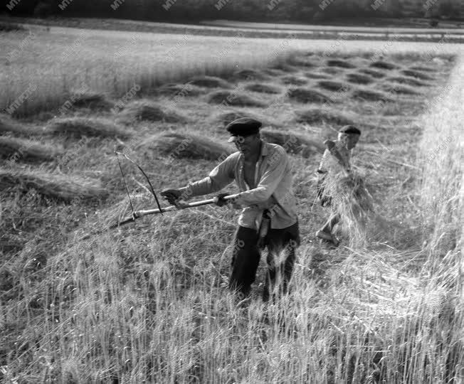 A szerző válogatása - Kepes János egyéni gazda