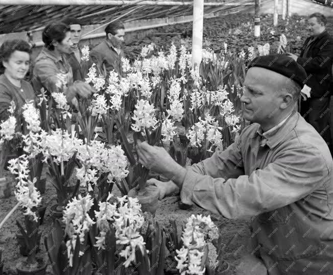 Mezőgazdaság - Sasad Tsz Hortenzia szocialista brigádja