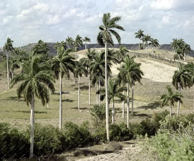 Tájékép - Kubai vidék