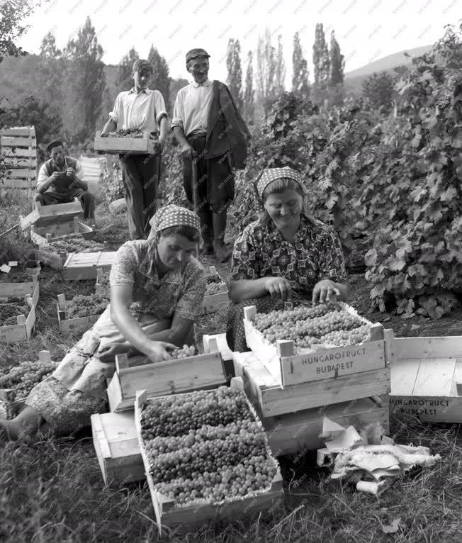 Mezőgazdaság - Csemegeszőlő szüret Domoszlón