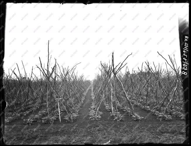 Mezőgazdaság - Agrimpex album