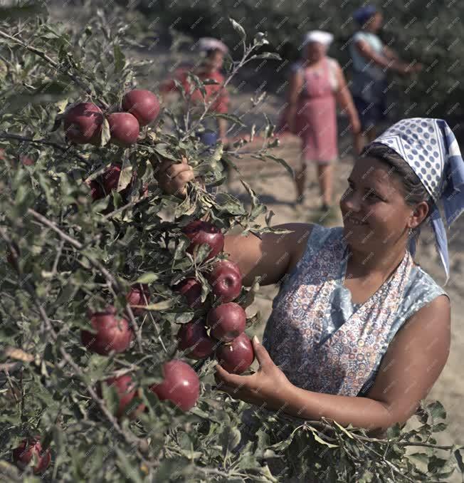 Mezőgazdaság - Almaszüret a kiskunlacházai Kiskun Tsz-ben