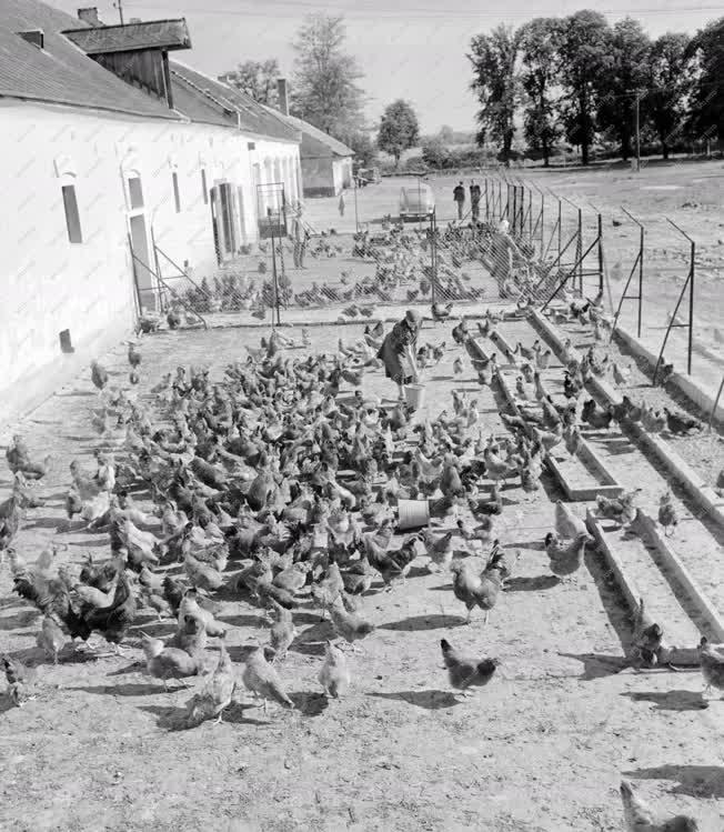 Mezőgazdaság - A Pölöskei Állami Gazdaság