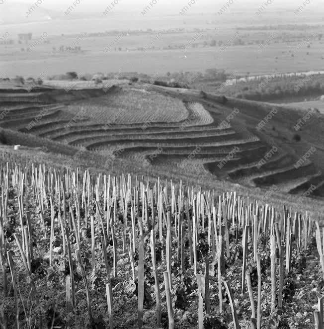 Tokaj