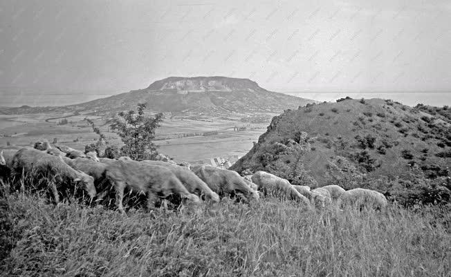 Mezőgazdaság - Állattenyésztés - Birkatartás a Balaton-felvidéken