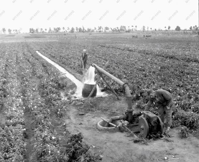 Gazdaság - Mezőgazdaság - Munka a földeken