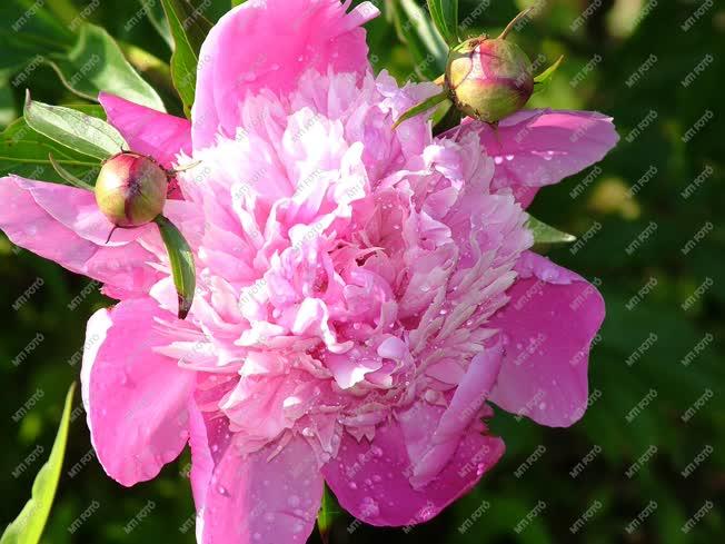 Természet - Peonia virága