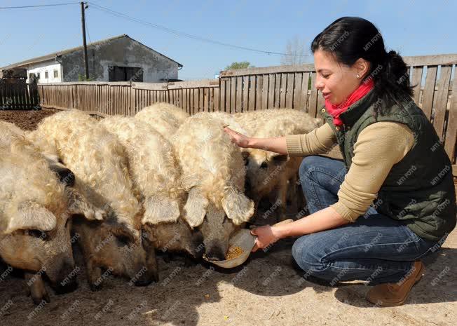 Állattenyésztés - Hajdúböszörmény - Mangalica tenyésztés