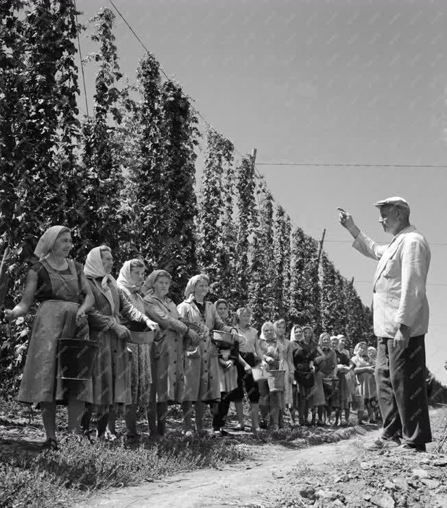 Mezőgazdaság - Komlótermesztés a Bólyi Állami Gazdaságban