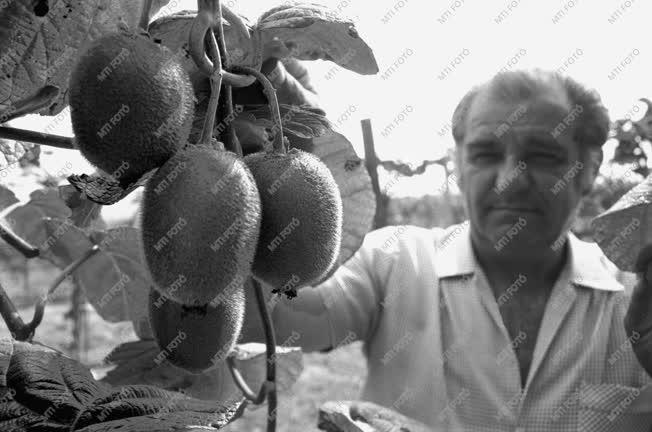 Mezőgazdaság - Kivit termesztenek Siklóson