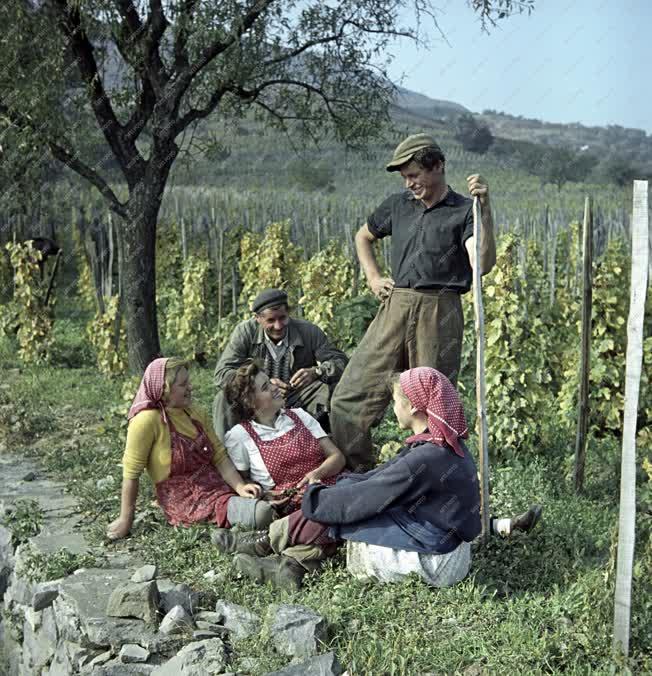 Mezőgazdaság - Borászat - Badacsony