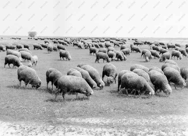 Mezőgazdaság - A Pankotai Juhtörzstenyésztő Állami Gazdaság