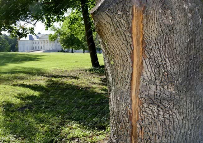 Érdekesség - Dég -  Villám-sújtotta öreg tölgyfa kérge a kastélyparkban