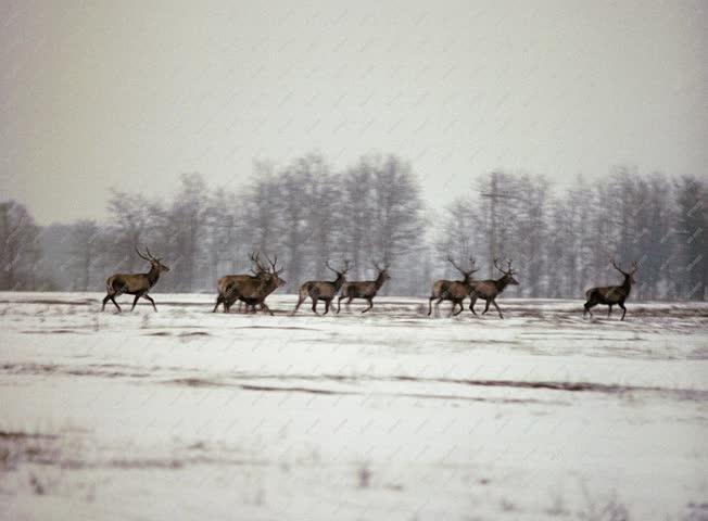 Tájkép - Téli táj szarvasokkal