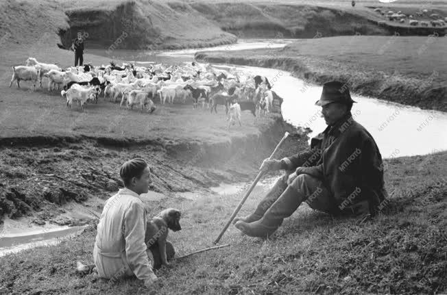 Gazdaság - Pásztorok pihenés közben Gyöngyöshalászon