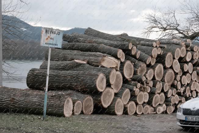 Környezetvédelem - Kismaros - Elkorhadt fák kivágása