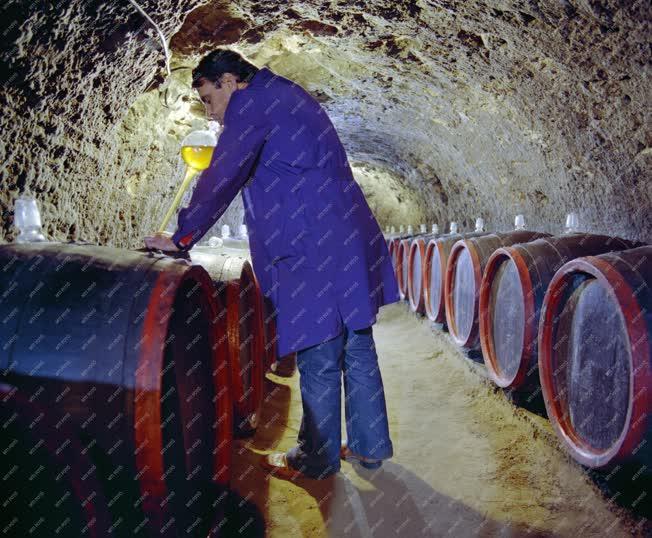 Mezőgazdaság - Egy tokaji borospincében