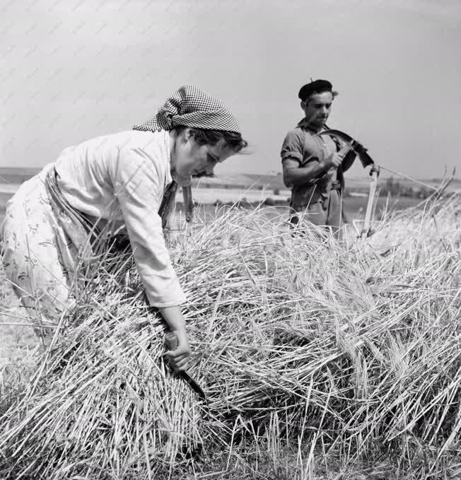 Mezőgazdaság - Aratás az erzsébeti Béke tsz-ben