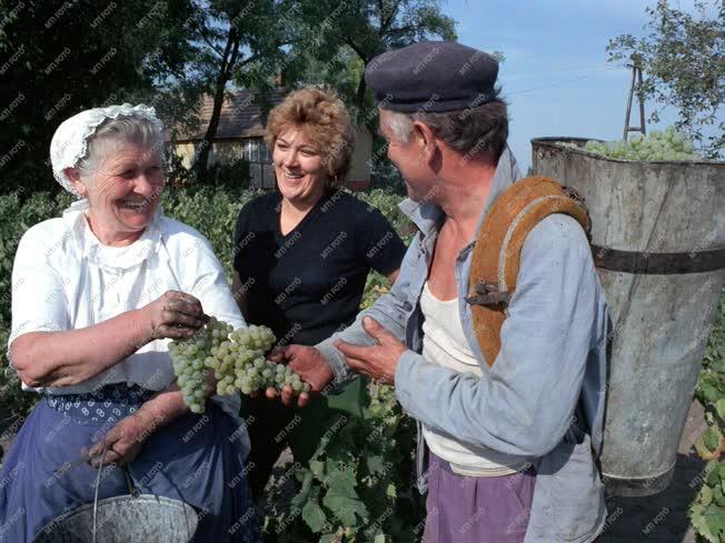 Szüretelnek a szőlősgazdák az Alföldön