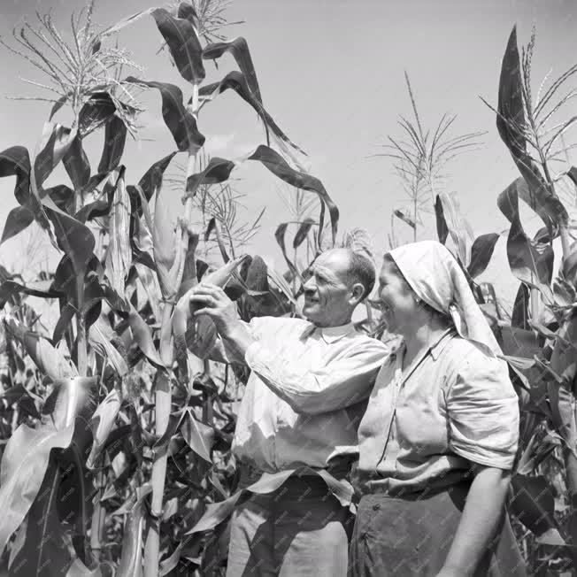 Mezőgazdaság - Kukoricatermés