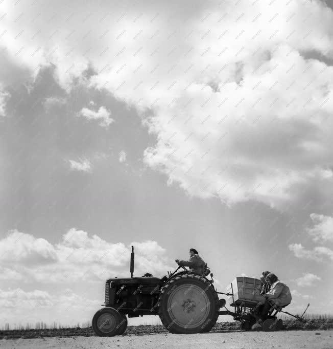 Mezőgazdaság - Traktor vontatja a régi krumplivetőgépet