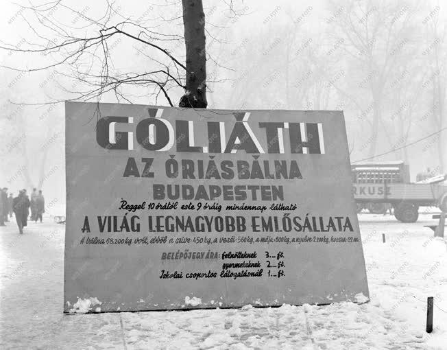 Érdekesség - Góliáth, az óriásbálna Budapesten