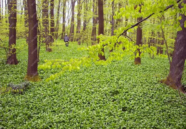 Vértes - Természet - Tavaszi erdő