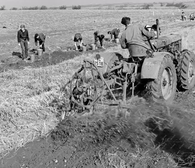 Mezőgazdaság - Egyetemisták segítik a munkát a Gödöllői Agrártudományi Egyetem nagygombosi gazdaságában