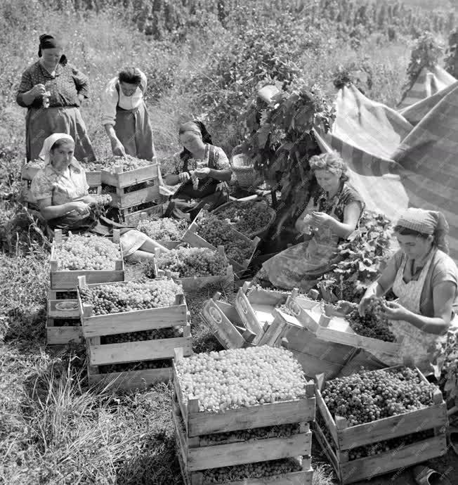Mezőgazdaság - Szedik a csemegeszőlőt Abasáron
