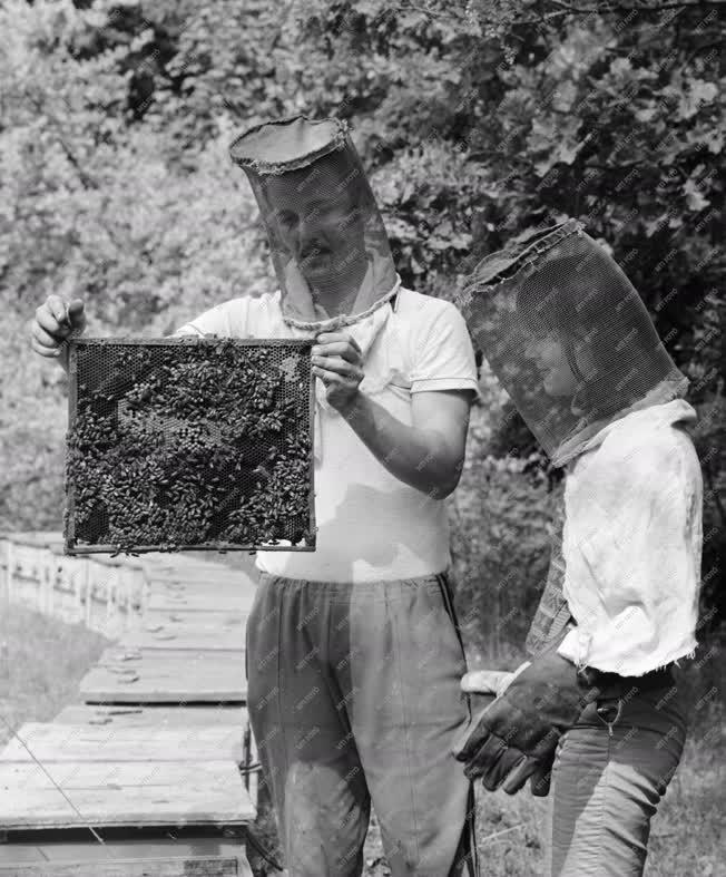 Méhészet - Méhkaptár