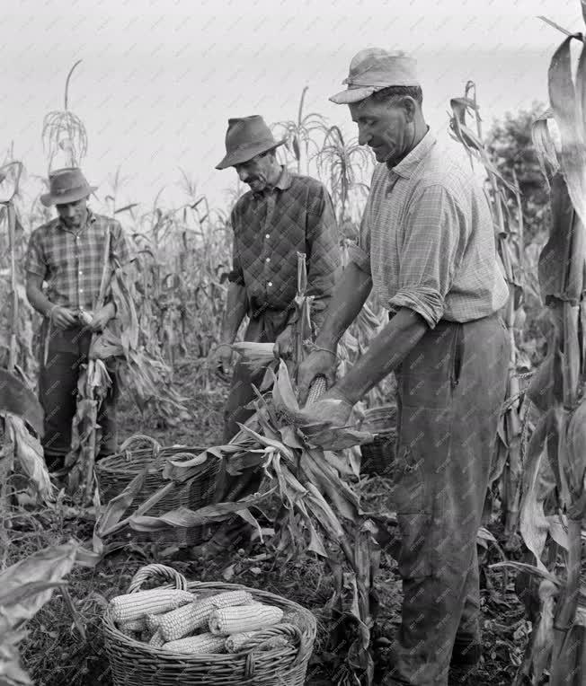 Mezőgazdaság - Törik a kukoricát az abonyi József Attila Tsz-ben