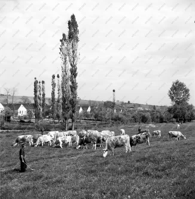 Gazdaság - Mezőgazdaság - Legelnek a tehenek