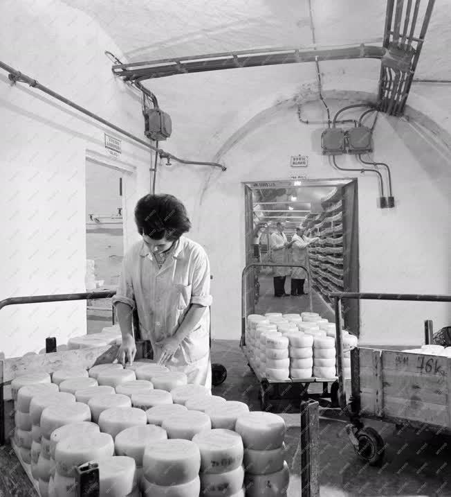 Élelmiszeripar - A tamási sajtüzem szekszárdi érlelője