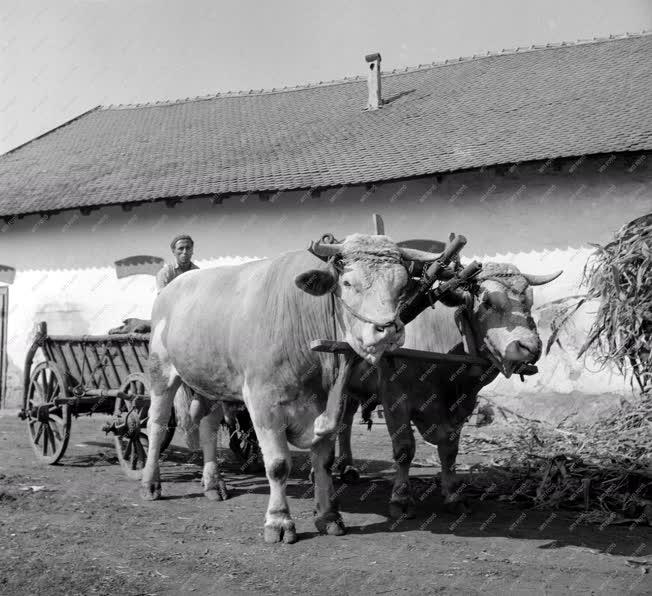 Gazdaság - Mezőhegyesi ÁG