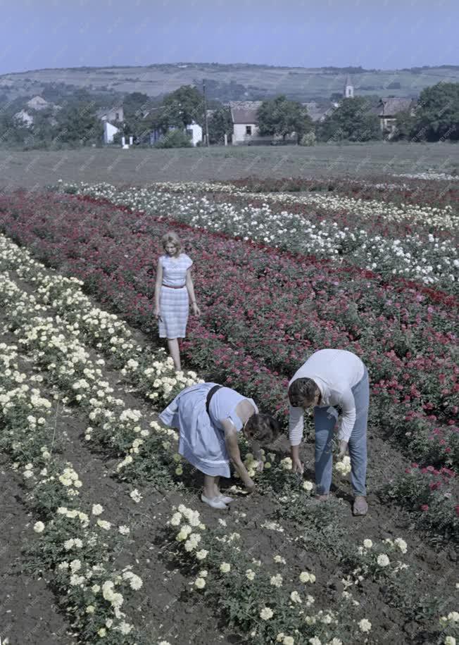 Mezőgazdaság - Rózsatermesztés Békásmegyeren