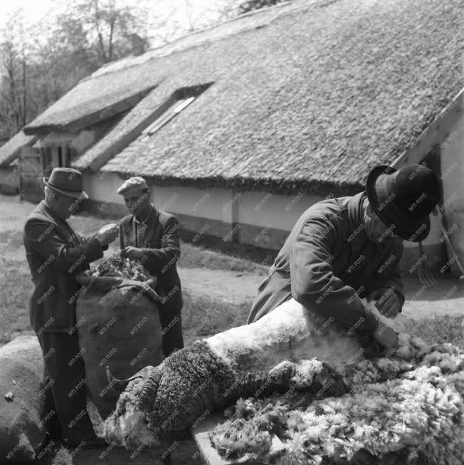 Gazdaság - Kosok nyírása Tengelicen