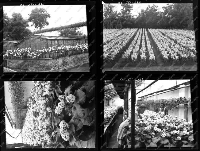 Mezőgazdaság - Agrimpex album - Békéscsaba Kertészet