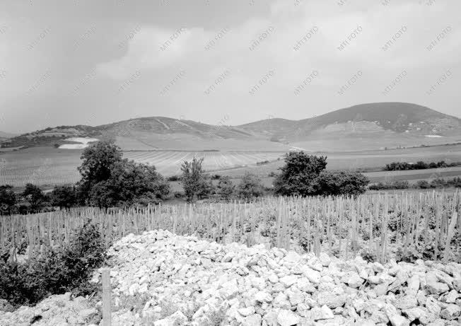 Tokaj