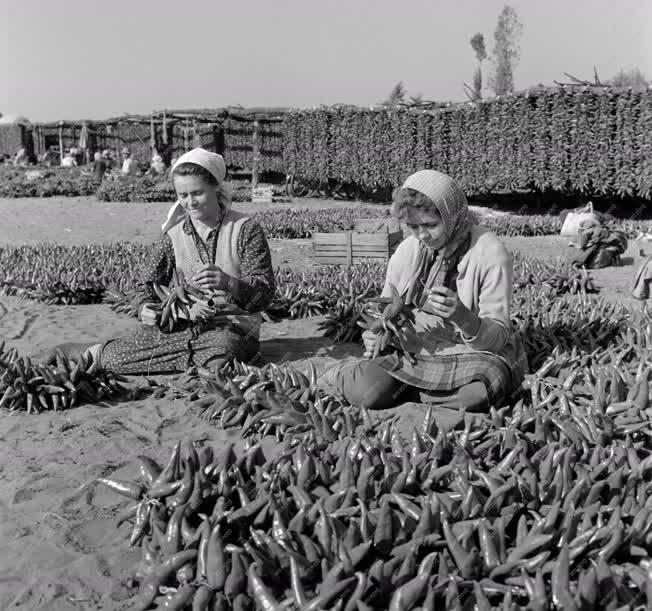 Növénytermesztés - Gazdag fűszerpaprika-termés