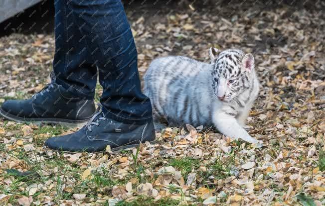 Természetvédelem - Felsőlajos - Fehér tigris