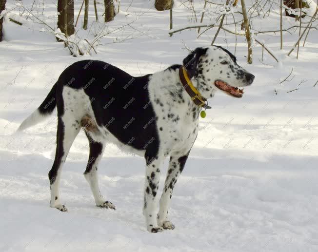 Állat - Kutyafajta - Pointer kutya 