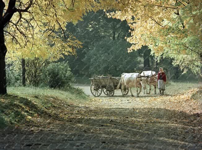 Életkép - Őkrösszekeret vezető parasztasszony