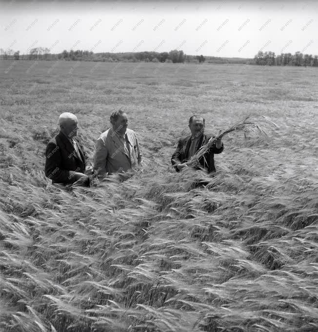 Gazdaság - Dánszentmiklósi ÁG - Szemle a rozstáblán