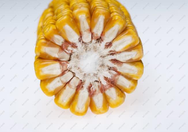 Mezőgazdaság - Hajdúszovát - Beérett a kukorica 