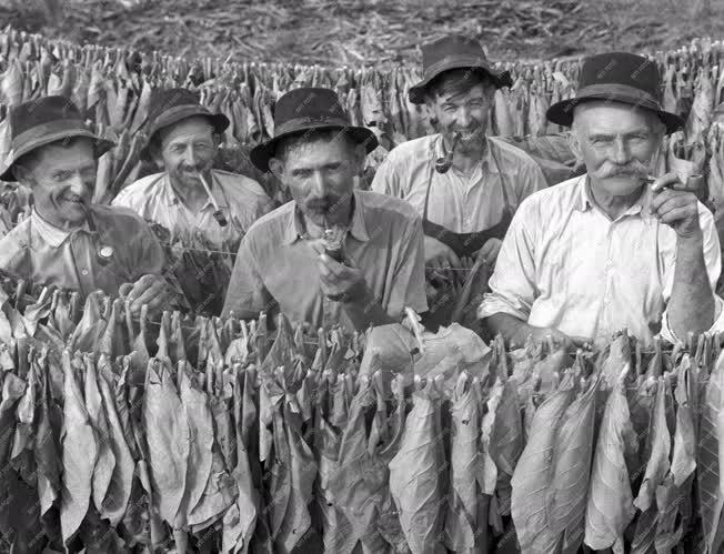 Mezőgazdaság - Törik a dohányt Szabolcsban