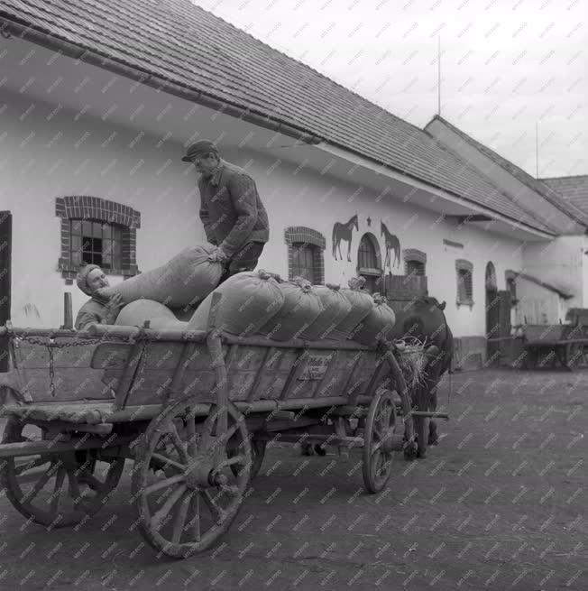 Mezőgazdaság - Mosonszentjánosi Haladás Termelőszövetkezet