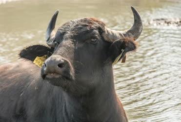 Állatvilág - Balatonmagyaród - Bivalyrezervátum 