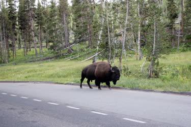 Állat - Bölény az autóút mellett a Yellowstone Nemzeti Parkban