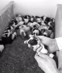 Közegészségügy - Tengerimalacok a KÖJÁL új kaposvári létesítményében