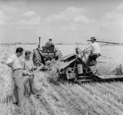 Mezőgazdaság - Aratás a túrkevei Búzakalász TSZ-ben